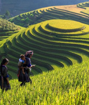 ruộng bậc thang sapa