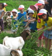 trang trại đồng quê ba vì