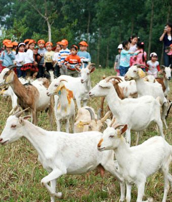 Trang trại đồng quê Ba vì