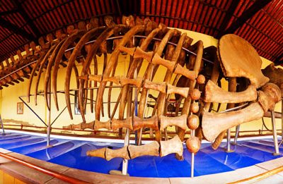 Bảo tàng xương cá voi lớn nhất Đông Nam Á ở Việt Nam