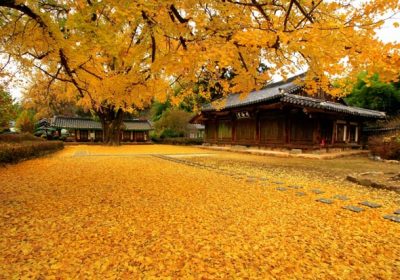 Những điểm du lịch tuyệt đẹp ở Hàn Quốc vào mùa thu