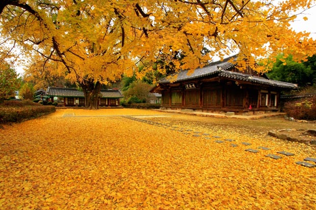 Vẻ đẹp mùa thu Hàn Quốc - Hải Vân Xanh
