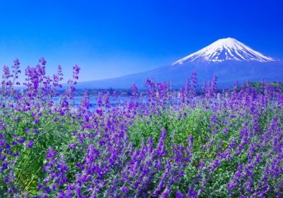 Những địa điểm lý tưởng ngắm vẻ đẹp núi Phú Sĩ