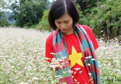 Hà Giang lần đầu tổ chức Lễ hội Hoa tam giác mạch